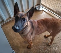 Chien FLY à l adoption