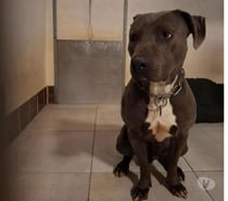 Chien KIFF à l adoption