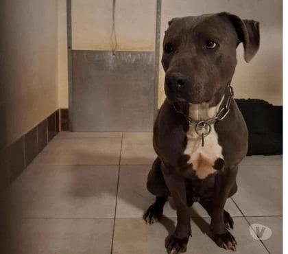 Don Marseille Marseille - Photos Vivastreet Chien KIFF à l adoption