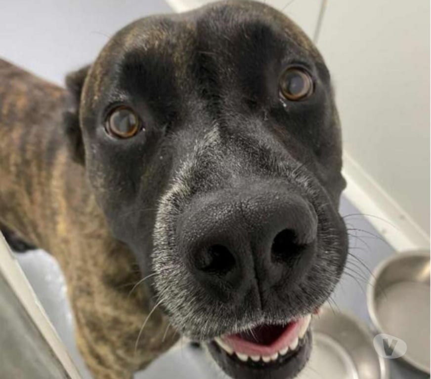 Don animaux Bouches-du-Rhône Marseille - Photos Vivastreet Chien DONUTS à l adoption