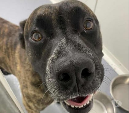 Adoption animaux Marseille Marseille - Photos Vivastreet Chien DONUTS à l adoption