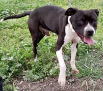 VICTORIO, chien croisé border collie 8 ans non lof