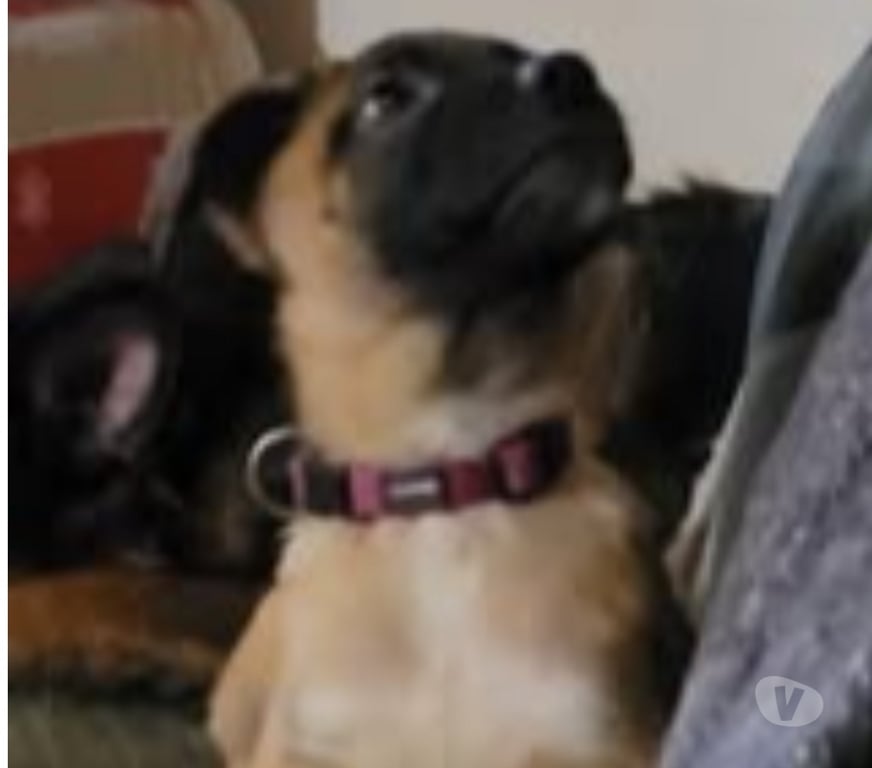 Don animaux Ardèche Meysse - 07400 - Photos Vivastreet Chien ALASKA à l adoption