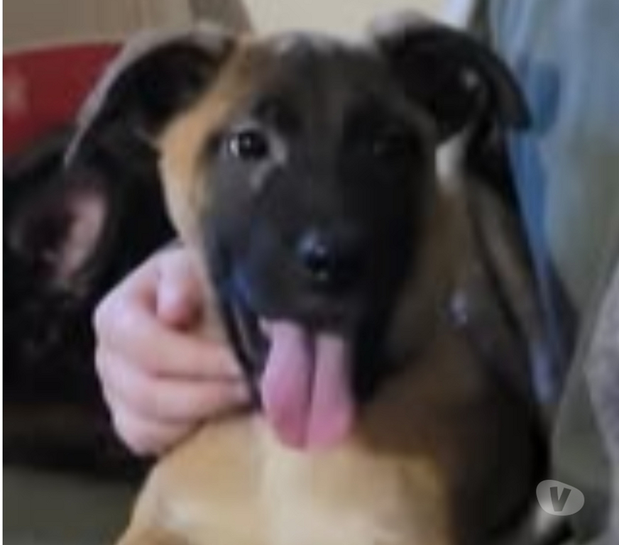 Don animaux Ardèche Meysse - 07400 - Photos Vivastreet Chien ALASKA à l adoption