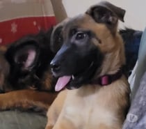 Chien ALASKA à l adoption