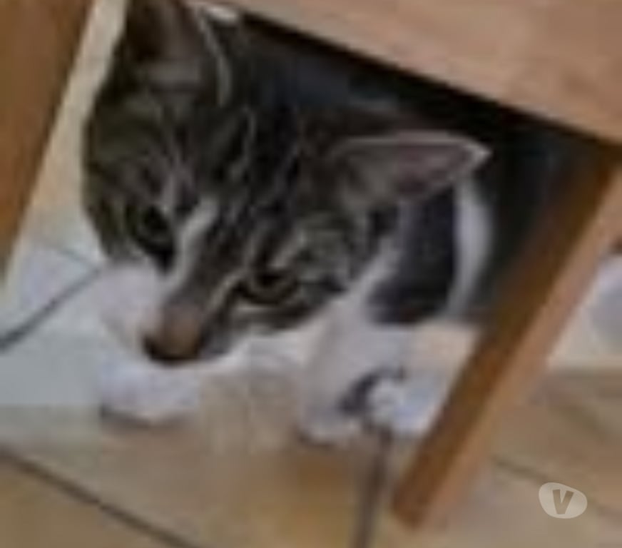 Don animaux Drôme Marges - 26260 - Photos Vivastreet Chat SAM à l adoption