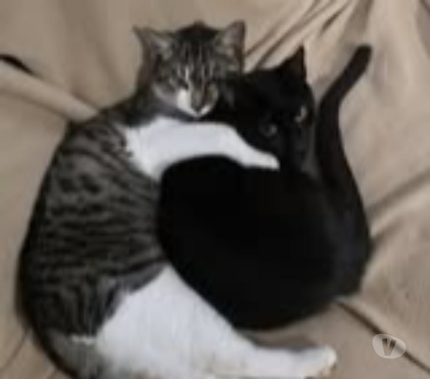 Don animaux Drôme Marges - 26260 - Photos Vivastreet Chat SAM à l adoption