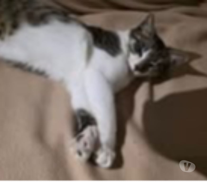 Don animaux Drôme Marges - 26260 - Photos Vivastreet Chat SAM à l adoption