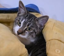 Chat SAM à l adoption