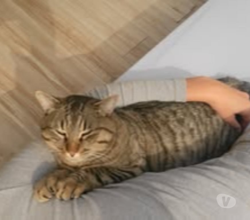 Don animaux Drôme Le Poet Celard - 26460 - Photos Vivastreet Chat MOISE à l adoption