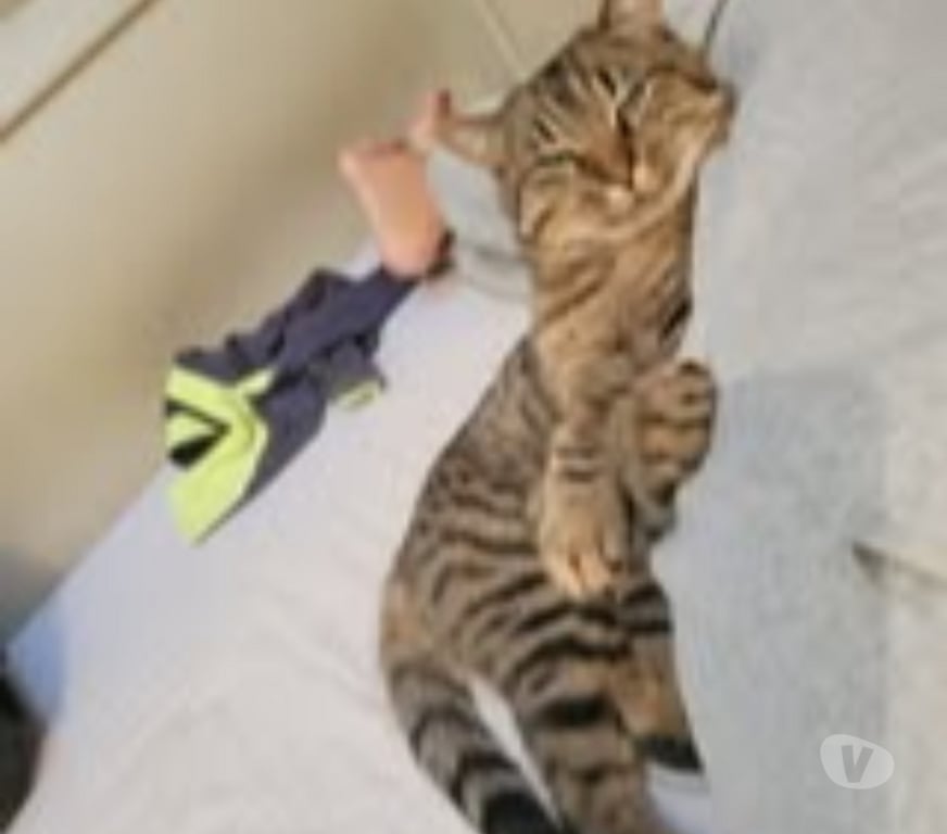 Don animaux Drôme Le Poet Celard - 26460 - Photos Vivastreet Chat MOISE à l adoption