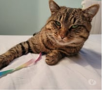 Chat MOISE à l adoption