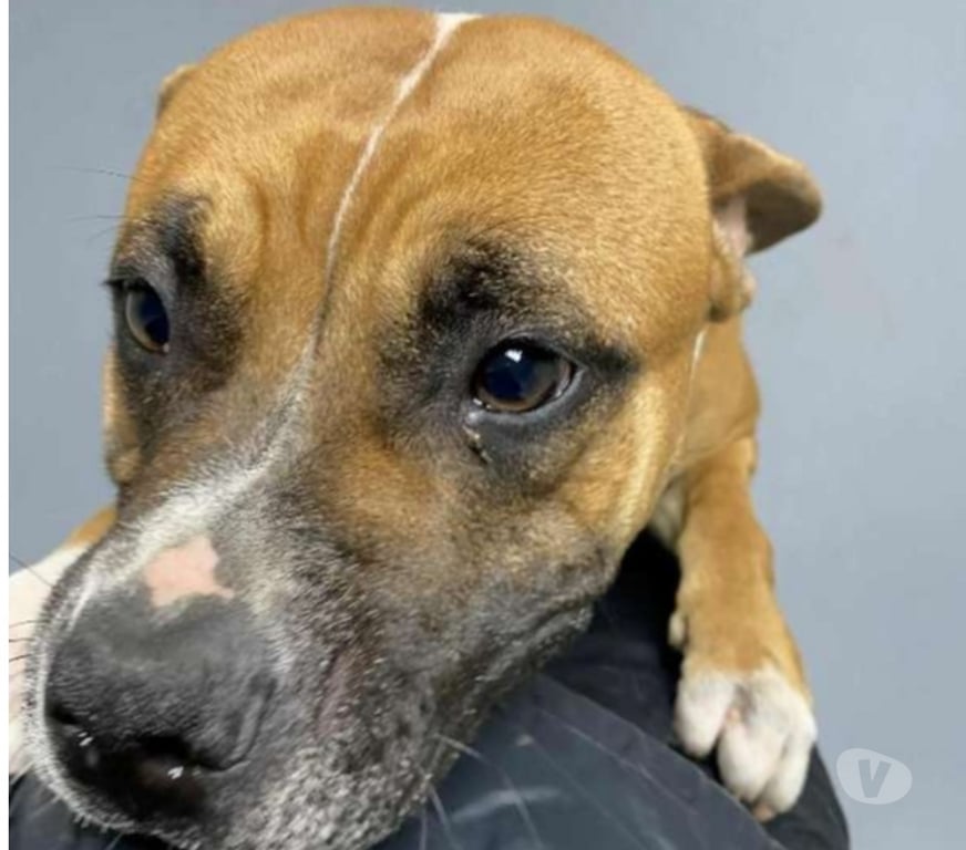 Don animaux Bouches-du-Rhône Marseille - Photos Vivastreet Chien HONEY à l adoption