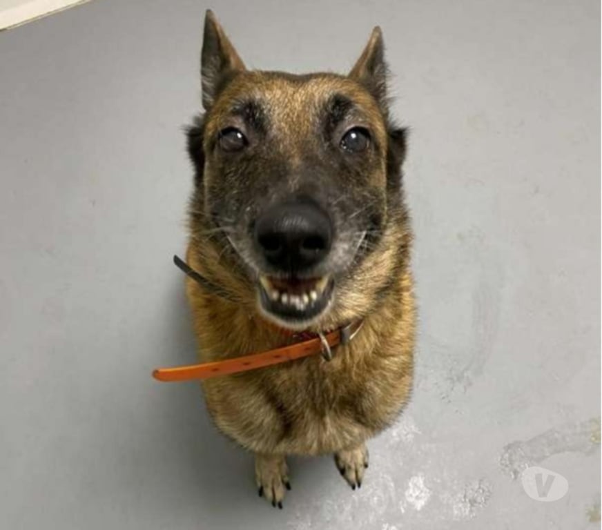 Don animaux Bouches-du-Rhône Marseille - Photos Vivastreet Chien LUNA à l adoption