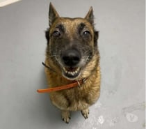 Chien LUNA à l adoption