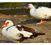 Canard de Barbarie Male et Femelle