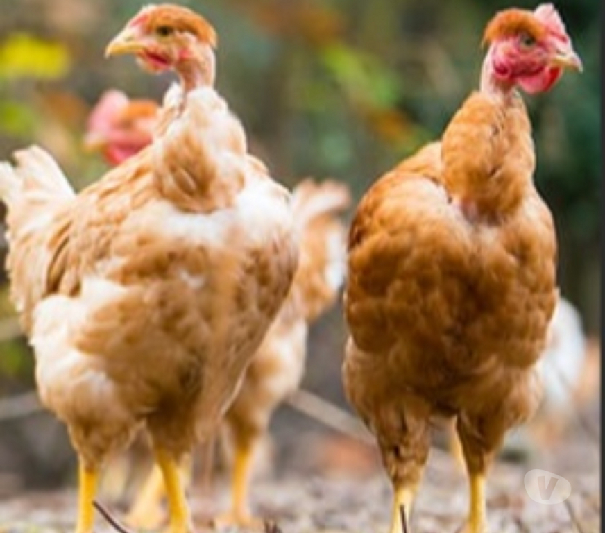 Vente Seine-et-Marne Combs la Ville - 77380 - Photos Vivastreet Poulette et poule cou nu