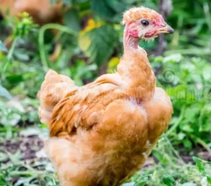 Vente Seine-et-Marne Combs la Ville - 77380 - Photos Vivastreet Poulette et poule cou nu