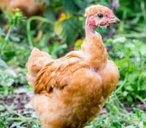 Poulette et poule cou nu