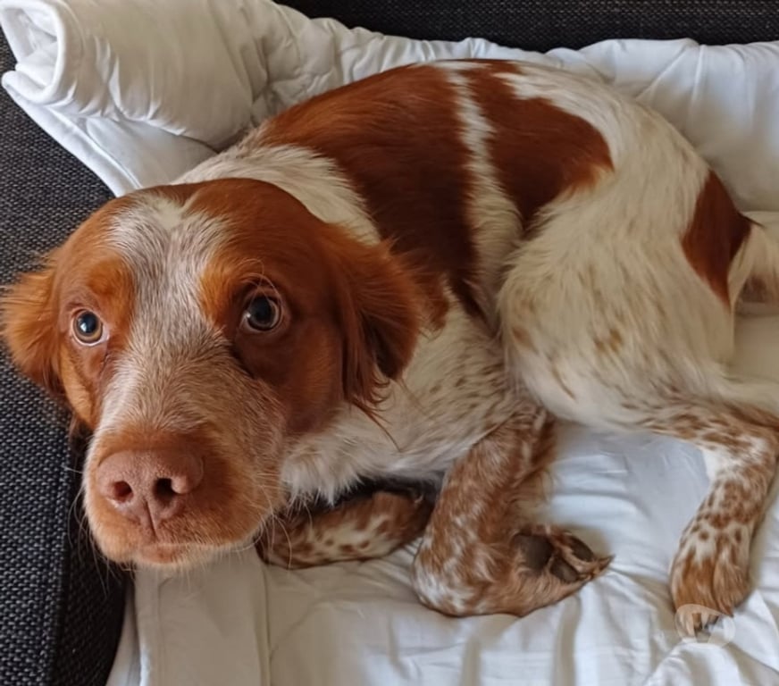 Don animaux Hérault Beziers - 34500 - Photos Vivastreet SAMY, chien type épagneul breton 5 ans non lof