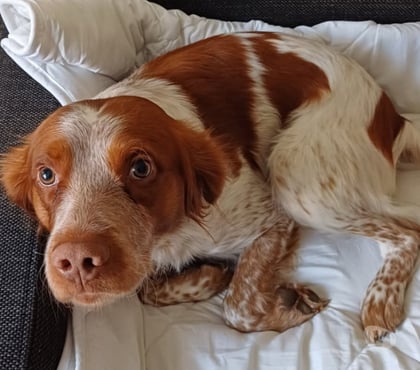 Adoption animaux Beziers Hérault - Photos Vivastreet SAMY, chien type épagneul breton 5 ans non lof