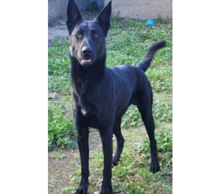 Don animaux Hérault Beziers - 34500 - Photos Vivastreet AGRID, chien type berger suisse, 1 an non lof