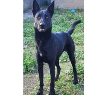 Adoption animaux Beziers Hérault - Photos Vivastreet AGRID, chien type berger suisse, 1 an non lof