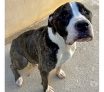 AGNEAU, chien type boxer terrier, 10 ans SAUVETAGE non lof