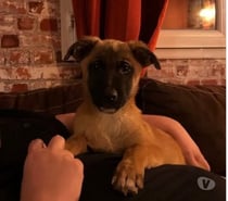 Chien ROSA à l adoption