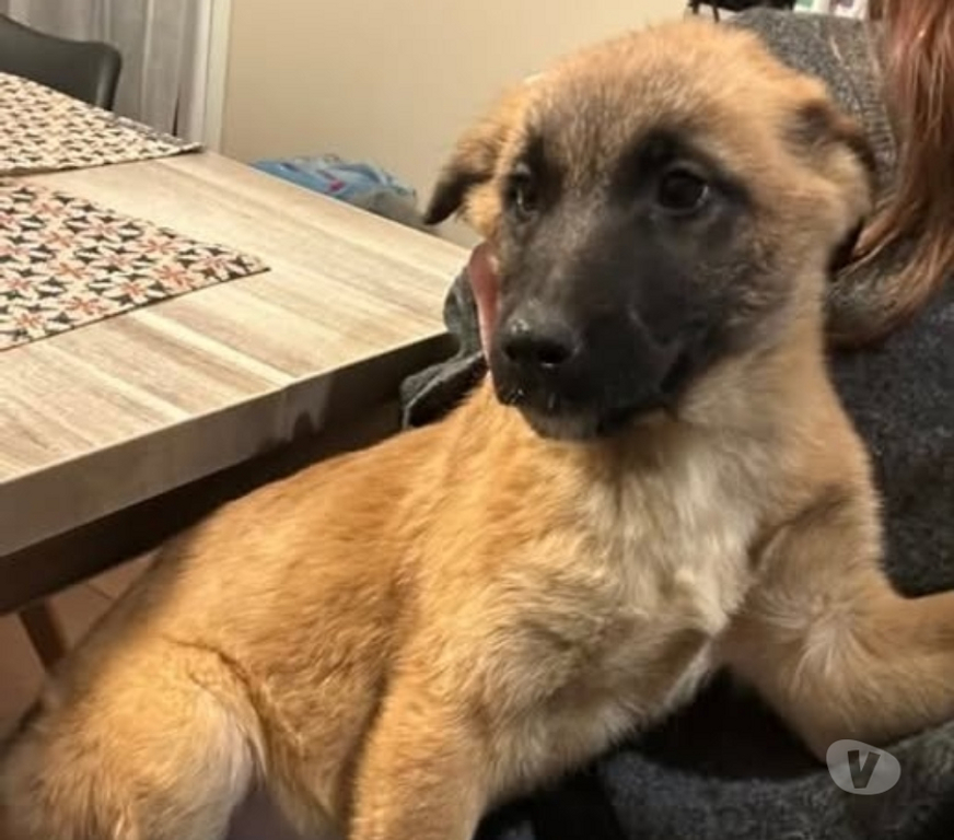 Don animaux Drôme Etoile sur Rhone - Photos Vivastreet Chien LILY à l adoption