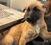 Chien LILY à l adoption