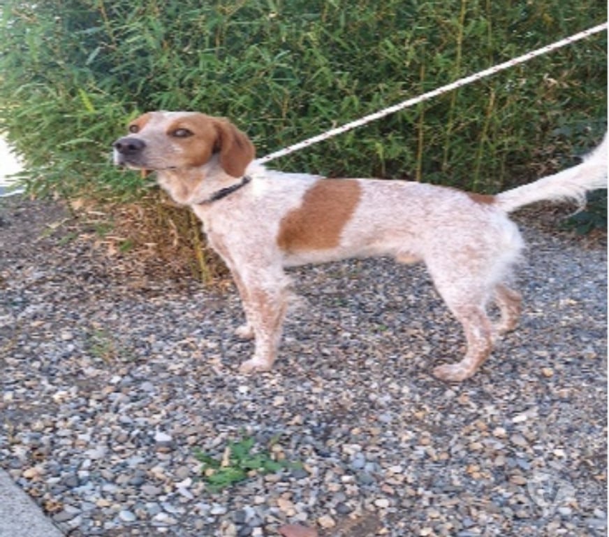 Don animaux Hérault Vias - 34450 - Photos Vivastreet Chien MARS à l adoption