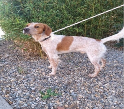 Adoption animaux Vias Hérault - Photos Vivastreet Chien MARS à l adoption