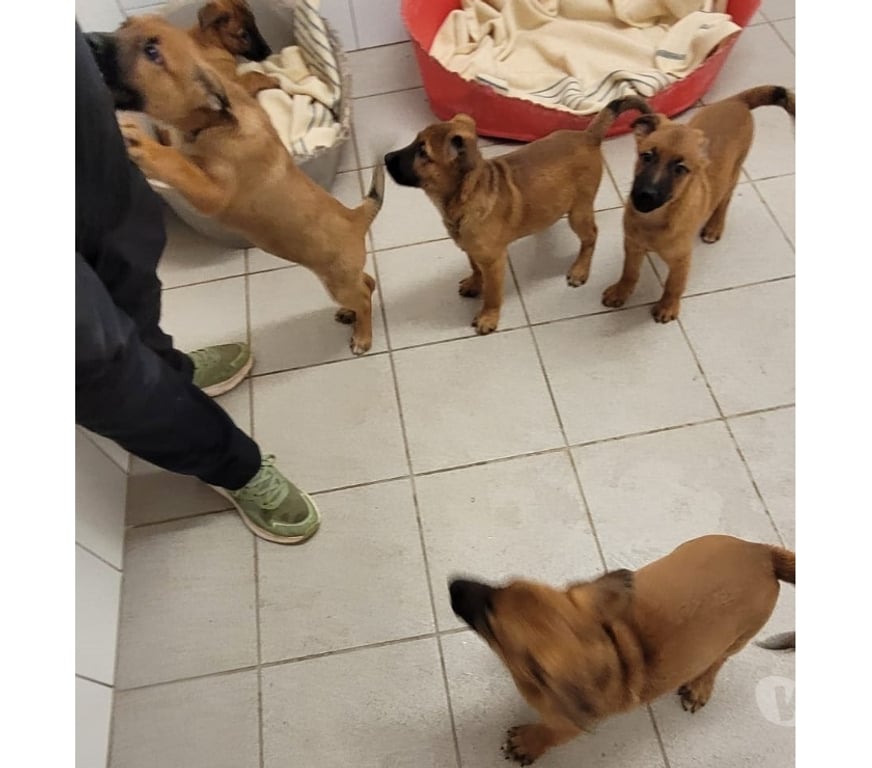 Don animaux Hérault Beziers - 34500 - Photos Vivastreet CHIOT BERGER MALINOIS 3 mois non lof