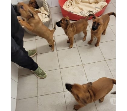 Don animaux Beziers Hérault - Photos Vivastreet CHIOT BERGER MALINOIS 3 mois non lof