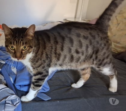 Don animaux Narbonne Narbonne - Photos Vivastreet AIRBUS, chat type européen, blanc et tigré, 3 ans non lof