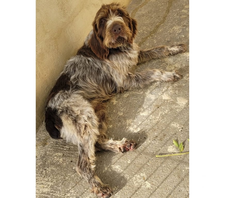 Don animaux Hérault Beziers - 34500 - Photos Vivastreet AGATON, chien type gliffon khortal, 3 ans non lof