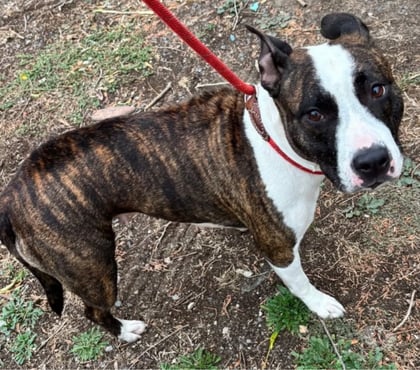 Don animaux Beziers Hérault - Photos Vivastreet AVOINE, chienne staff LOF 6 ans