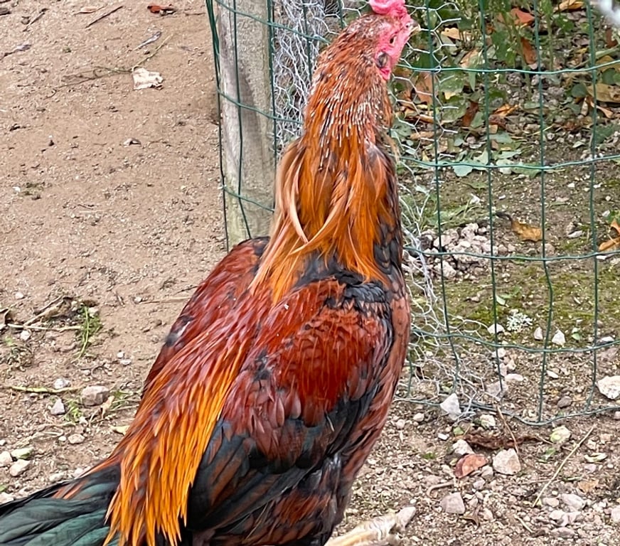 Vente Corrèze Ussel - Photos Vivastreet Coq thaïlandais