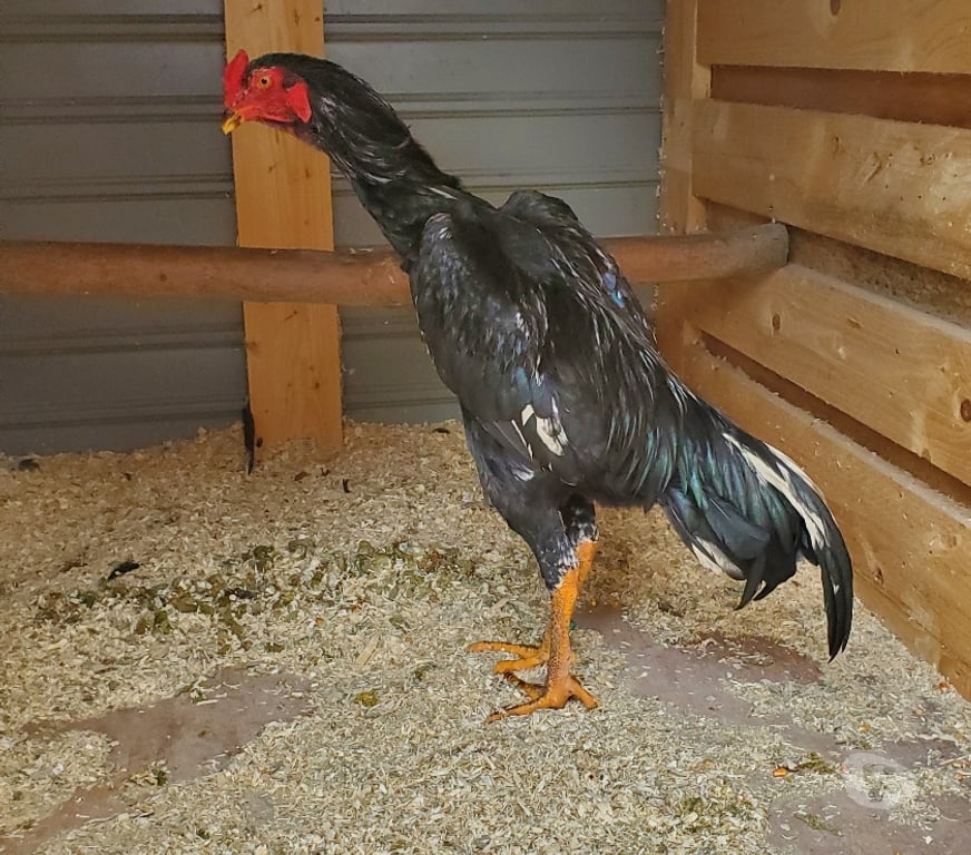 Vente Nord Hazebrouck - 59190 - Photos Vivastreet Coq pur shamo 9 mois