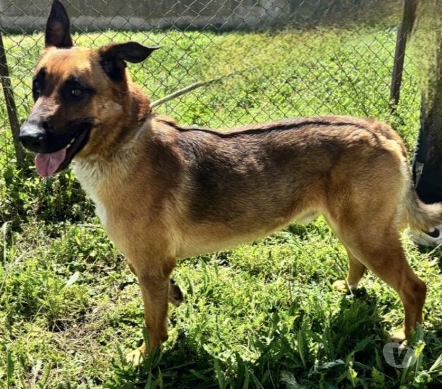 Don animaux Hérault Montpellier - Photos Vivastreet AZZARO, chien type berger allemand, 2 ans non lof