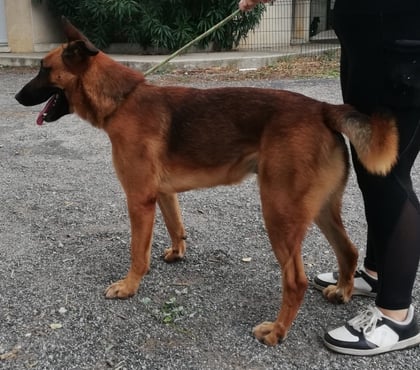 Adoption animaux Montpellier Montpellier - Photos Vivastreet AZZARO, chien type berger allemand, 2 ans non lof