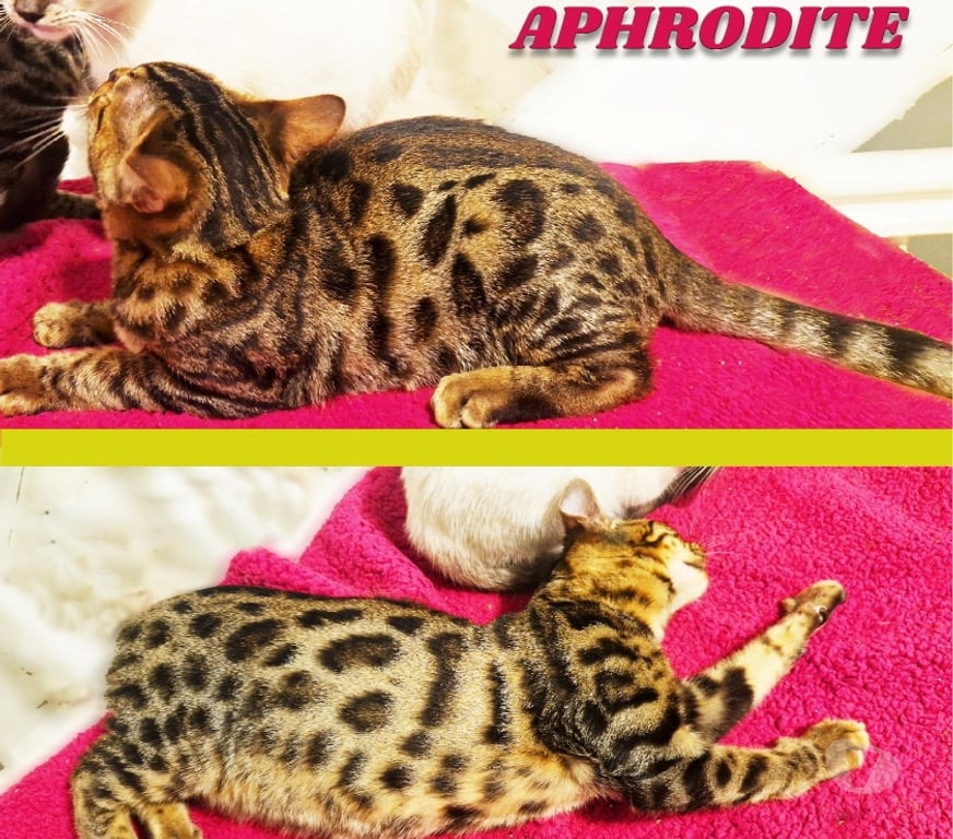 Vente Nord Lille - Photos Vivastreet Chatons Bengal LOOF