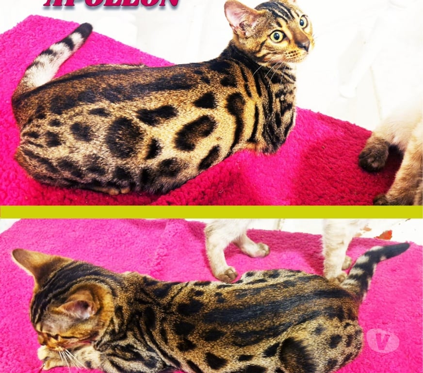 Vente Nord Lille - Photos Vivastreet Chatons Bengal LOOF