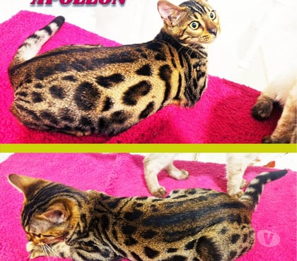 Vente Lille Lille - Photos Vivastreet Chatons Bengal LOOF