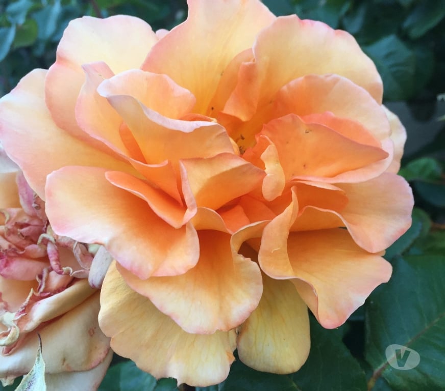 Massages Rhône Belleville - 69220 - Photos Vivastreet relaxation massage bienêtre détente