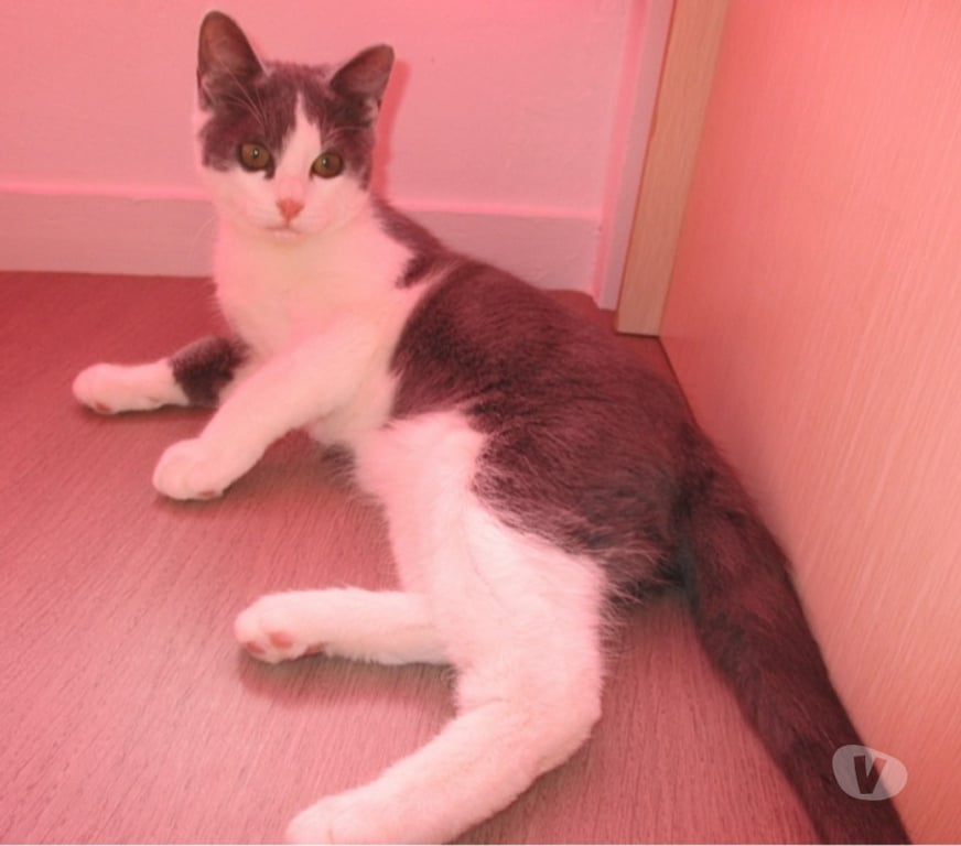 Don animaux Oise Beauvais - 60000 - Photos Vivastreet NEWT, chaton ataxique à adopter