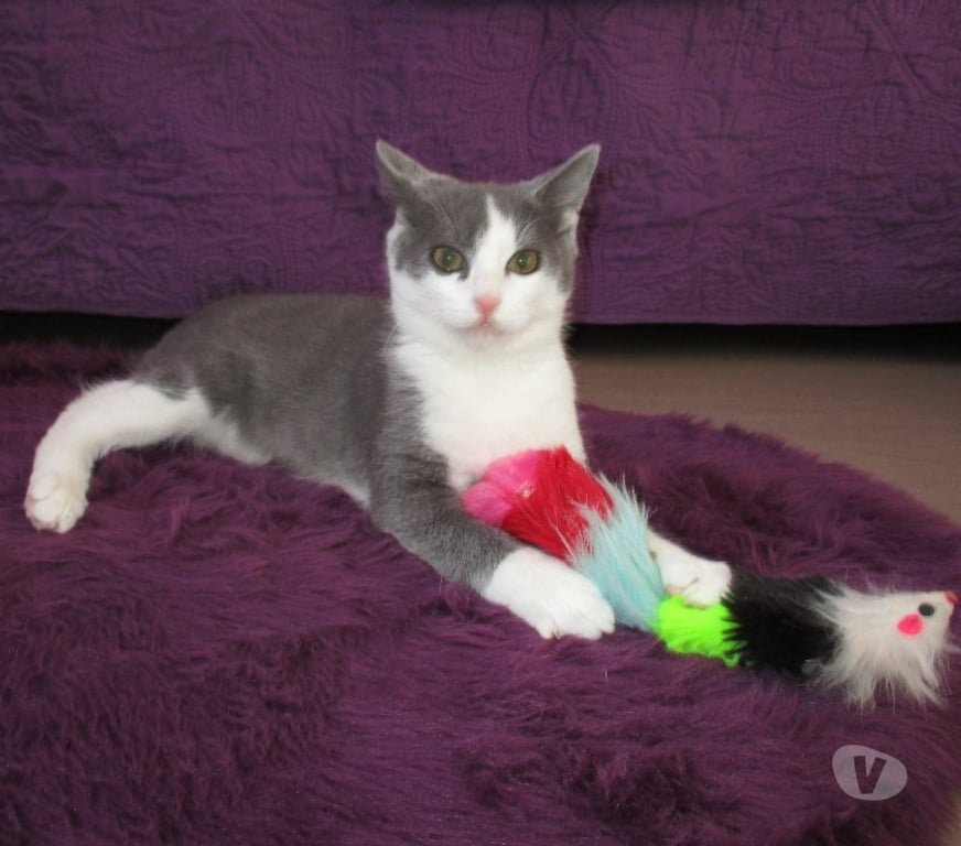 Don animaux Oise Beauvais - 60000 - Photos Vivastreet NEWT, chaton ataxique à adopter