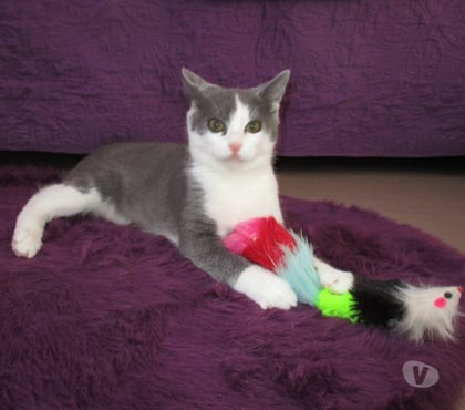 Don animaux Beauvais Oise - Photos Vivastreet NEWT, chaton ataxique à adopter