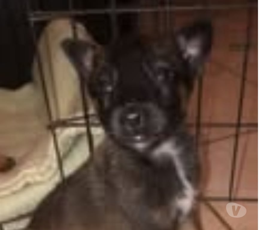 Don animaux Ardèche St Georges les Bains - 07800 - Photos Vivastreet Chien ADES à la réservation